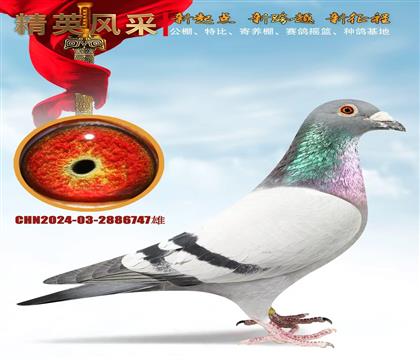 �VIP������܊