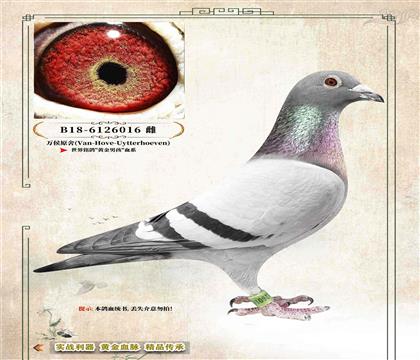 19���f��ԭ�ᡷ�S���к�Ѫϵ