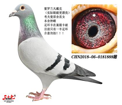 �����޵�-������