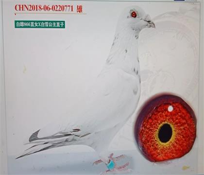 �״�866ֱŮX��ѩ����ֱ��