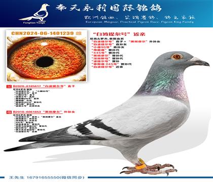 ���.�޽�.̩˹Ѫϵ ���ײ�����š�ֱ�ӡ����ڰ�Ħ��������Ů