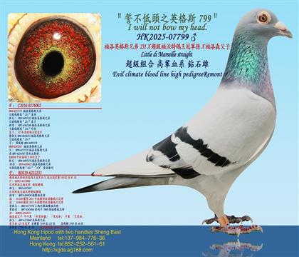 ����Ӣ��˹�ֵ�231X����(j��)������������܊�OX����ɭ����