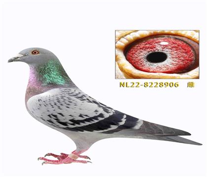 �ہ����ո��Ӝu݆�_����OŮ906