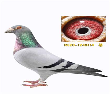 �ہ����ո��ӵ������ɶ�ʿֱ��114