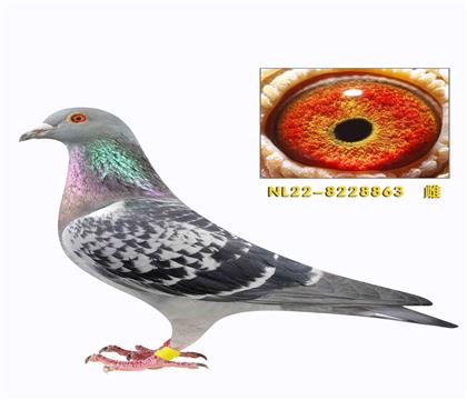 �ہ����ո����׵����û�863