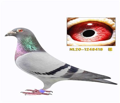 �ہ����շ���418