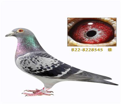 �ہ����ո��Ӊ�(m��ng)���к�ֱ��545