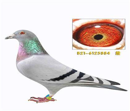 �϶������������½�ķ���H��Ѫ����884