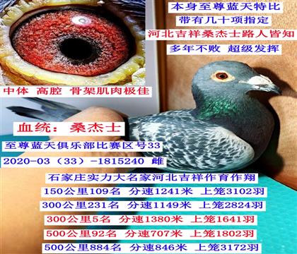 �ӱ����飨ɣ��ʿ��