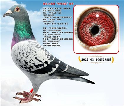 ������.����o������ĸ