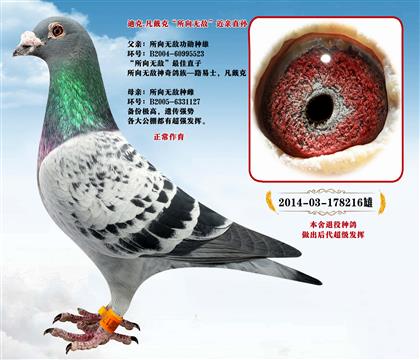 ���Ṧ�����������ˡ�����o�������Hֱ�O