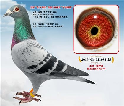 �߼������衰�|��������Xʯ�������W늋��ޡ�