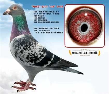 ��.������˹���Z�L(f��ng)̖��ֱ��X���󱼡�ȫƽ݅