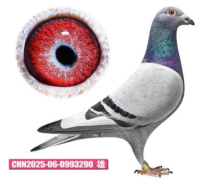 �°Ϳ�-��˹̖(h��o)290