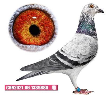 ��˹�D-��Ӱ����880