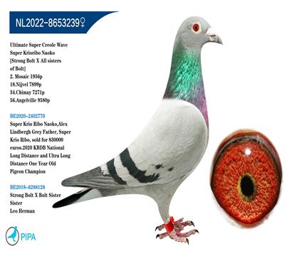 ����������ﲨ��� �����ɼ�1956���Ǿ�