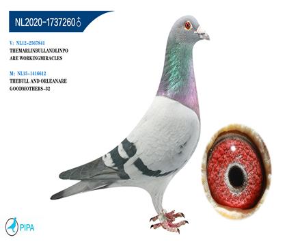 �ֲ���Ѫϵ �漣32X��ţ��Ѫ �����ɼ�5911��5λ