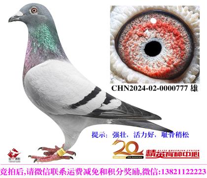 �����������롱240������ֱ��