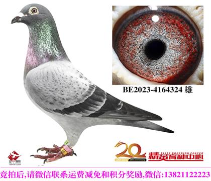 PIPAԭ��911ȫ�ֵ�ֱ��