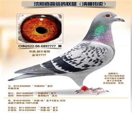 ���½��-������6����֮ĸ��