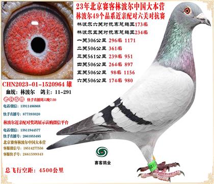 23�ֲ����й���Ӫ���׻�Ѫ���ظ���173��