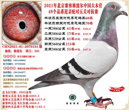 21�ֲ�������ܸ���60���Ӵ�23����48��23����113��