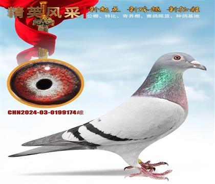 ����ʵս��������174