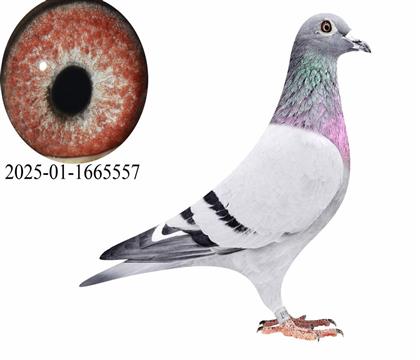 ���ι������126���ֵ�557