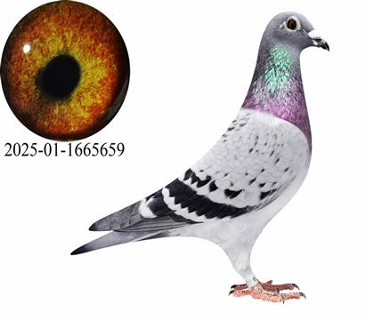 ����˹������ֱŮ659