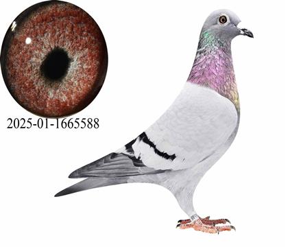 ����˹������ɯ����588��