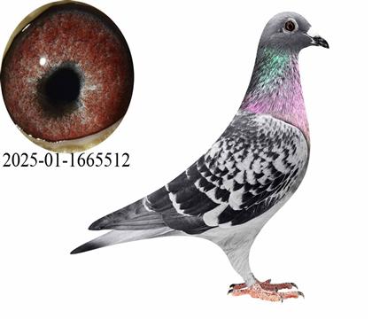 ����098/С��ķ����512��