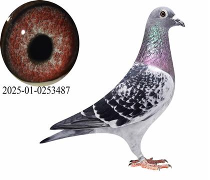 ��������˹/¡����ֱŮ487