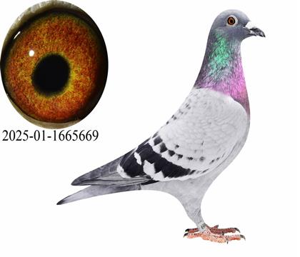 ��ѻ��ض�669��