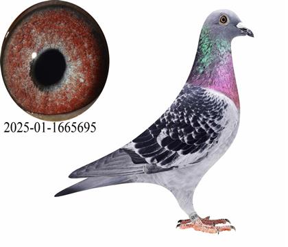 �����������޵�/�ɸ����ֱ��