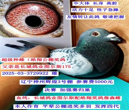 ͼ��˹��ղɭ�����ݻԻ͹���鳲��