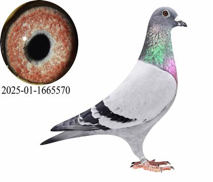 �ƽ𰢶���ά����5��/�����Ź������5��ֱ��