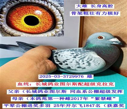 ͼ��˹���Ͻ��ƣ����������ˣ�