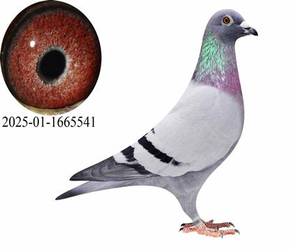 ����ʱ�����׸�����ھ�ֱ��541