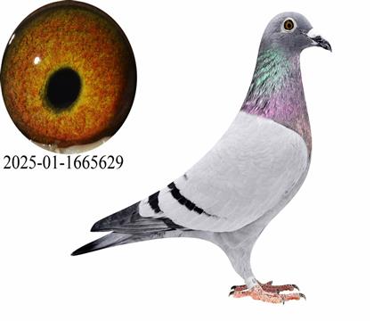 ���������Ů629