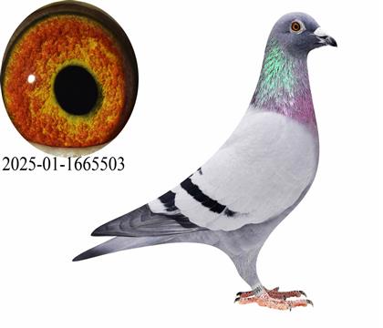 ������/�ɸ�ֱ��503