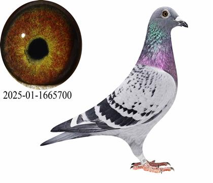 �Ϸ�̫���ǹ���ھ���������˹���״�