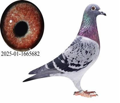 ������С�Ͽ˽��״�