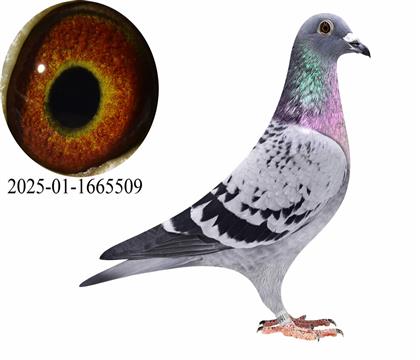 ����˹/�����غ��״�ͷ��509��