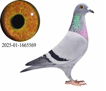 �����Ÿ���5��/�ƽ𰢶���ά����5��ֱŮ