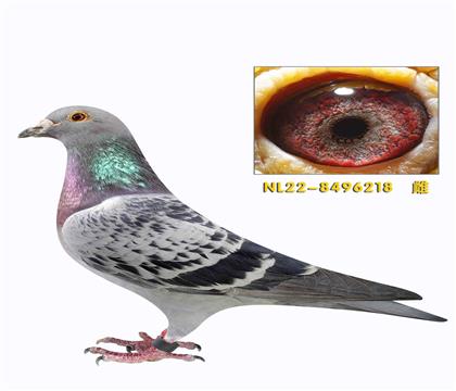 �Ʊ� �ղ��� �Ǳ�³��ֱ���������˹����ֱ��Ů����218