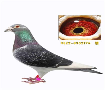 �������Ǹ��᷶�ǲ����������ֱ��176