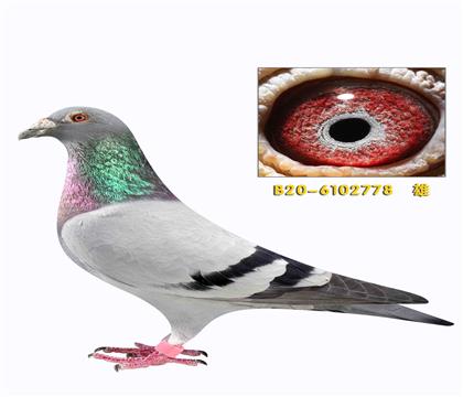 �Ͽ˷��������������޵�ֱ��778