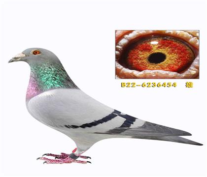 Ӣ��˹���Ӹ�����ֱ��454