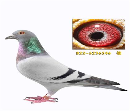 Ӣ��˹���� ����178��ֱ������������546