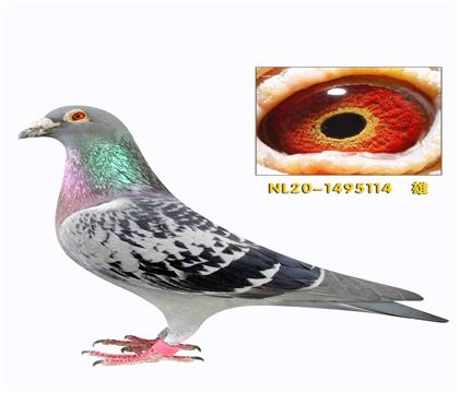 �����˹����ֱ��114